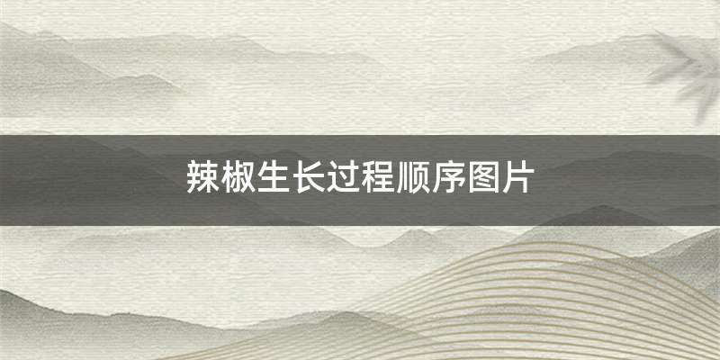 辣椒生长过程顺序图片