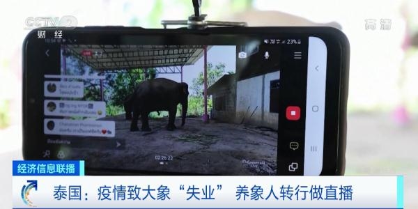 游客断崖式下降：泰国大象“失业” 只能靠直播赚钱 费用少的可怜
