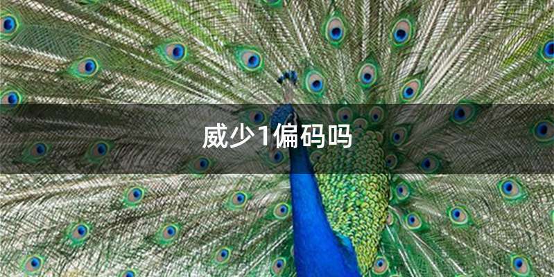 威少1偏码吗