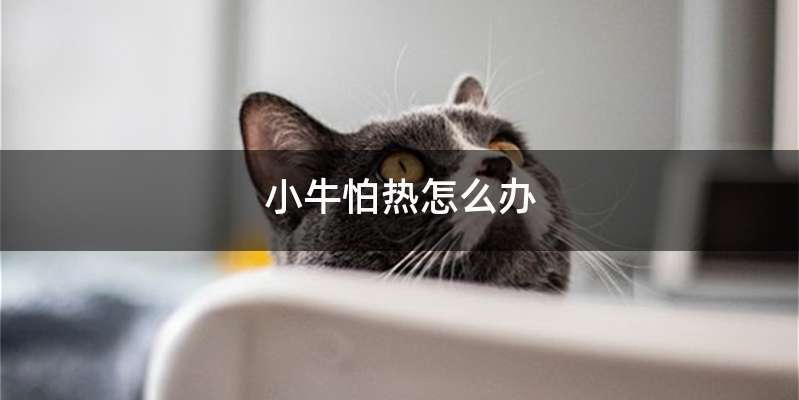 小牛怕热怎么办