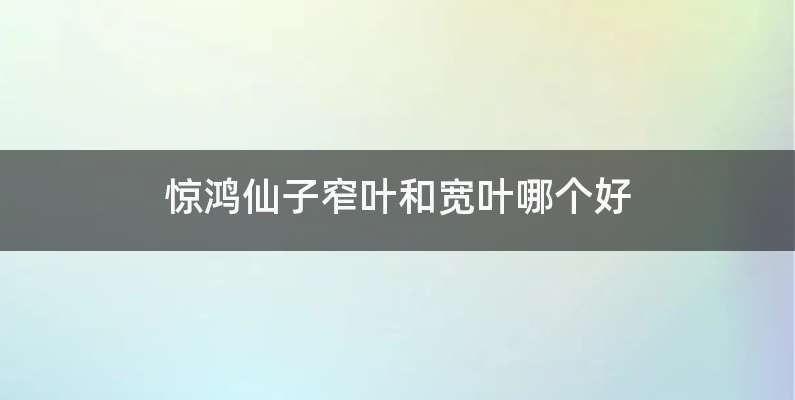 惊鸿仙子窄叶和宽叶哪个好