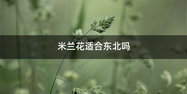 米兰花适合东北吗