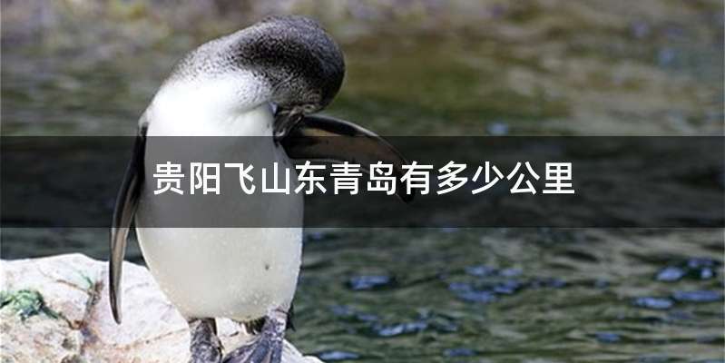 贵阳飞山东青岛有多少公里