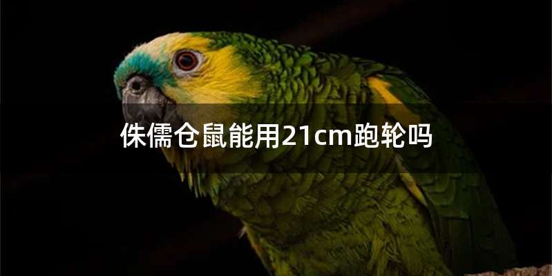 侏儒仓鼠能用21cm跑轮吗