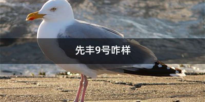 先丰9号咋样