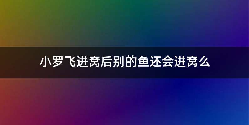 小罗飞进窝后别的鱼还会进窝么