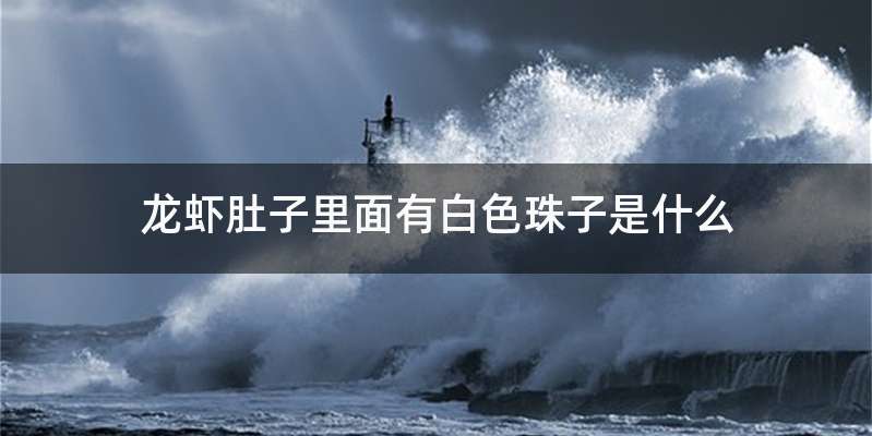 龙虾肚子里面有白色珠子是什么