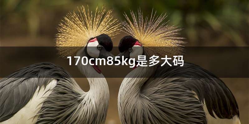 170cm85kg是多大码