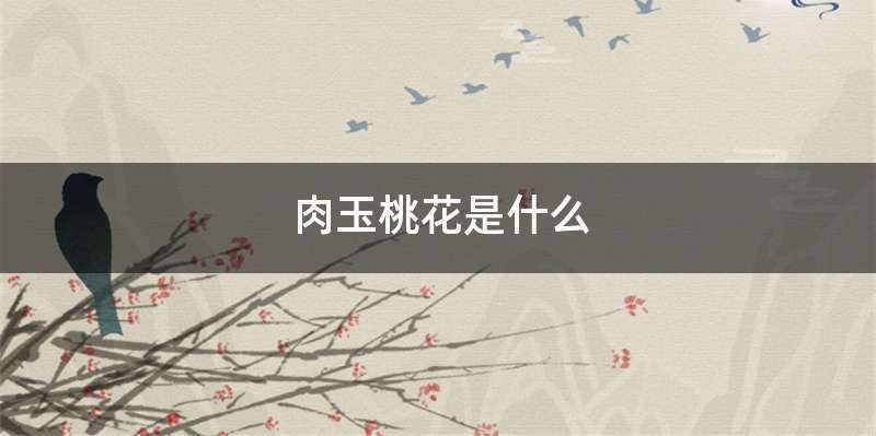 肉玉桃花是什么