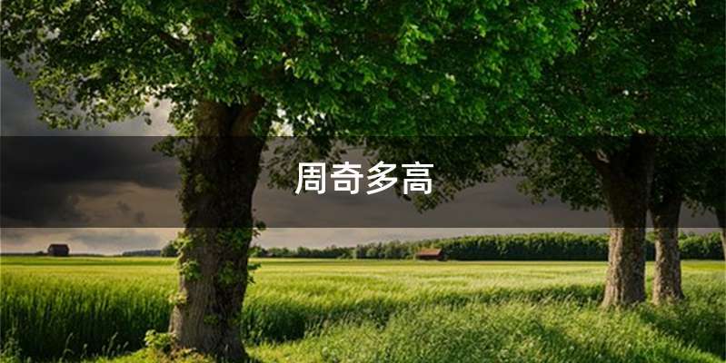周奇多高