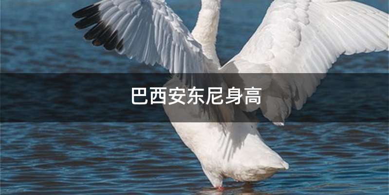 巴西安东尼身高