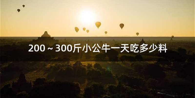 200～300斤小公牛一天吃多少料