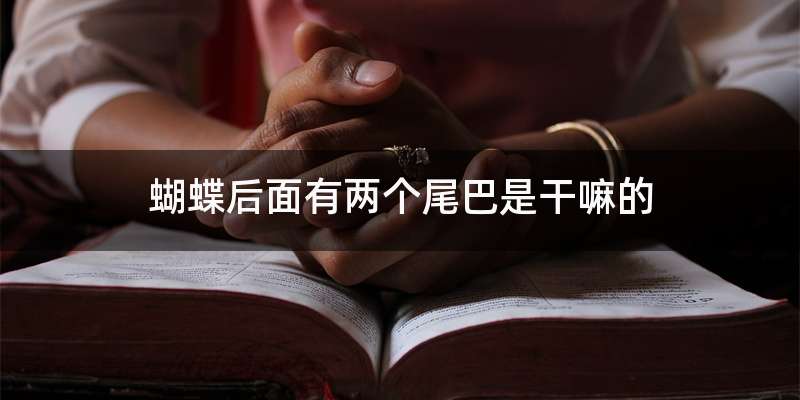 蝴蝶后面有两个尾巴是干嘛的