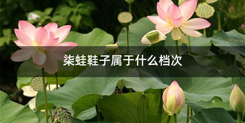 柒蛙鞋子属于什么档次