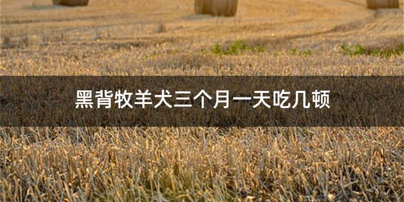 黑背牧羊犬三个月一天吃几顿