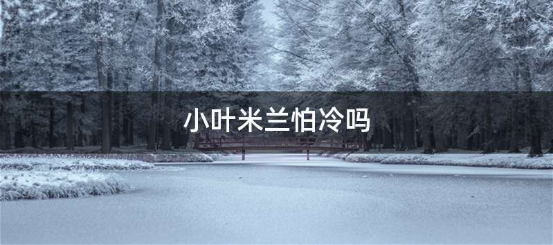 小叶米兰怕冷吗