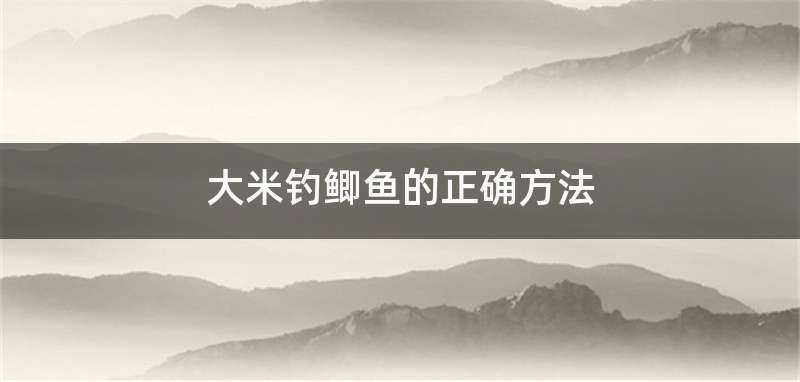 大米钓鲫鱼的正确方法
