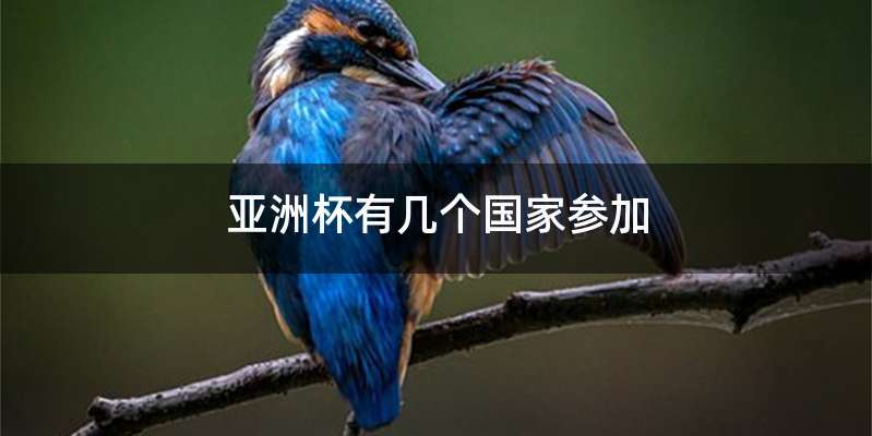 亚洲杯有几个国家参加