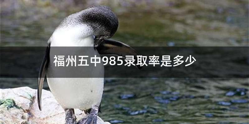 福州五中985录取率是多少