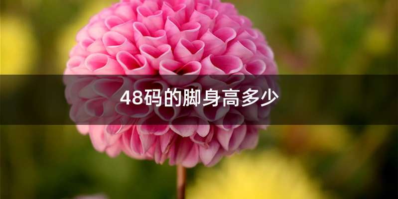 48码的脚身高多少
