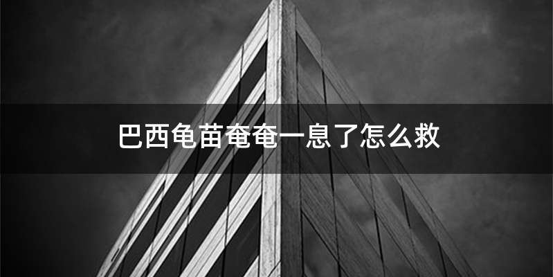 巴西龟苗奄奄一息了怎么救