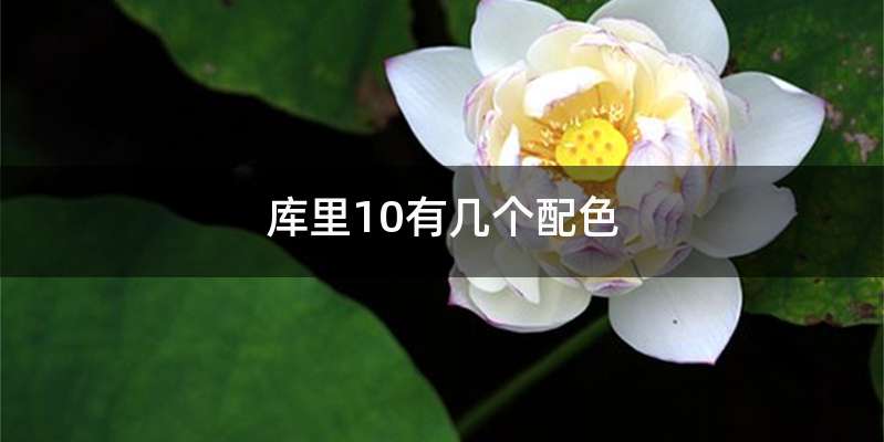 库里10有几个配色