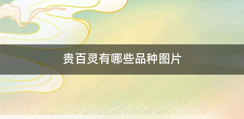 贵百灵有哪些品种图片