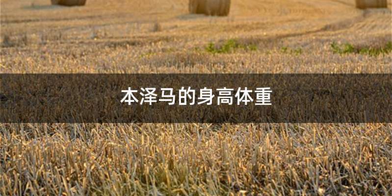 本泽马的身高体重