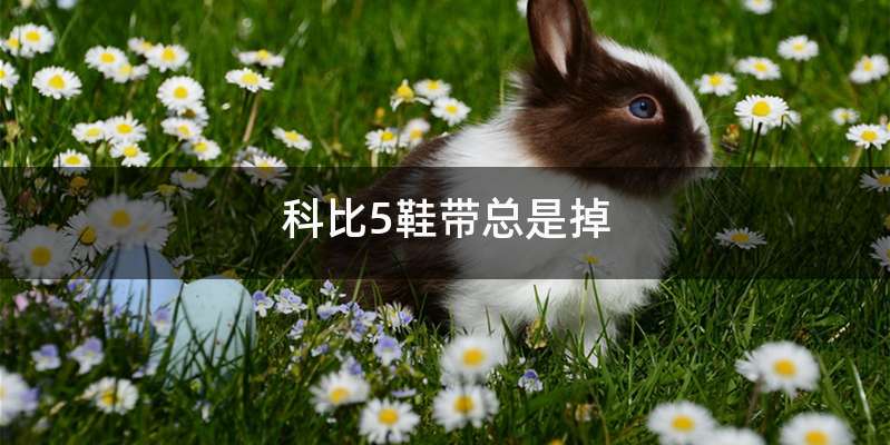 科比5鞋带总是掉