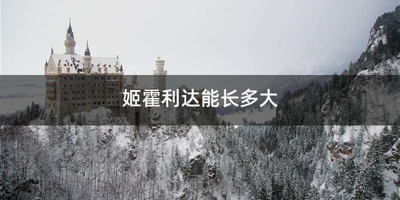 姬霍利达能长多大