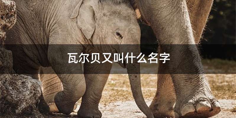 瓦尔贝又叫什么名字