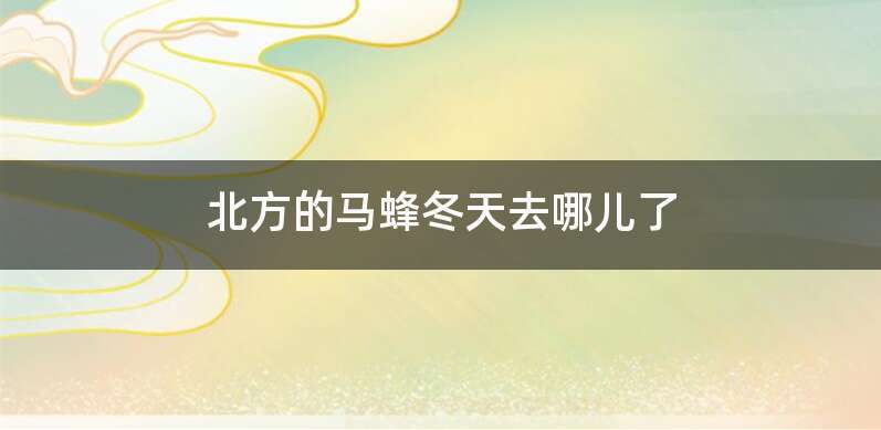 北方的马蜂冬天去哪儿了