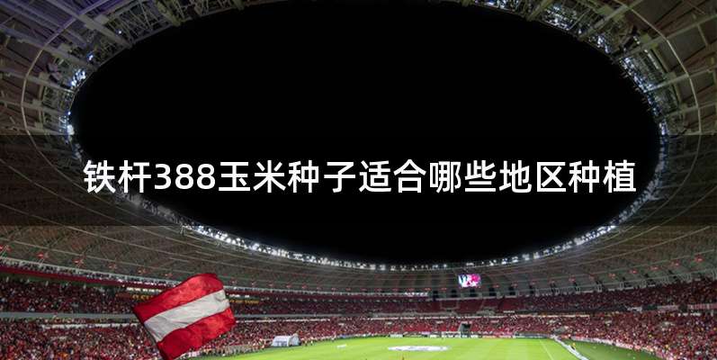 铁杆388玉米种子适合哪些地区种植