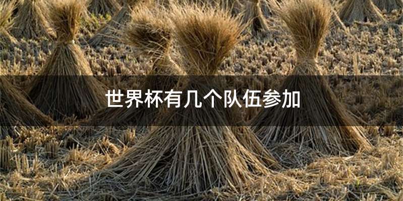 世界杯有几个队伍参加