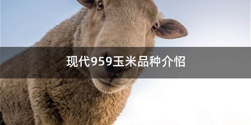 现代959玉米品种介怊
