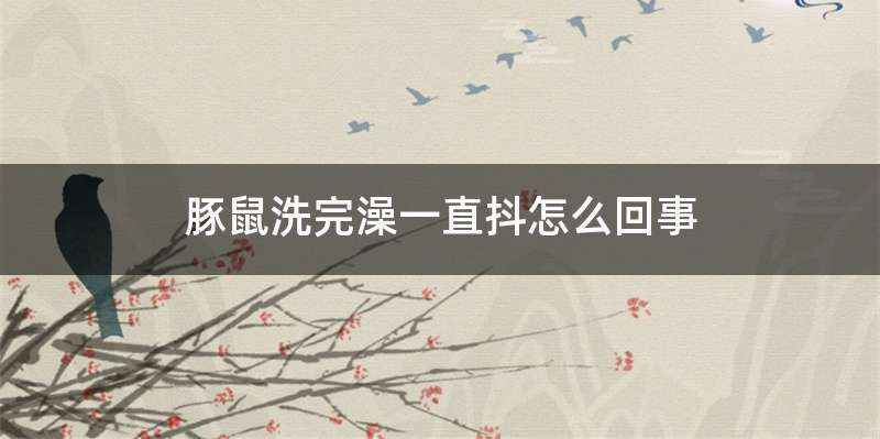 豚鼠洗完澡一直抖怎么回事