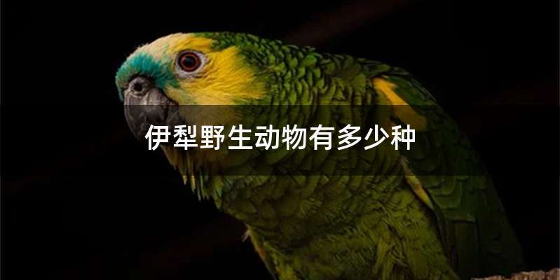 伊犁野生动物有多少种