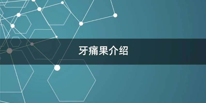牙痛果介绍