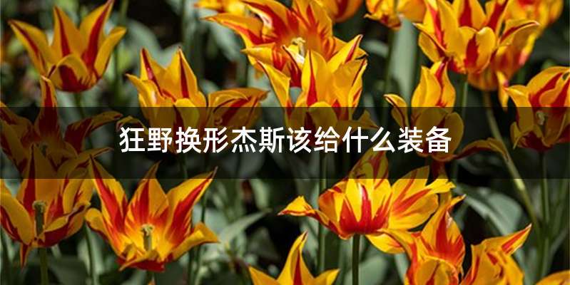 狂野换形杰斯该给什么装备