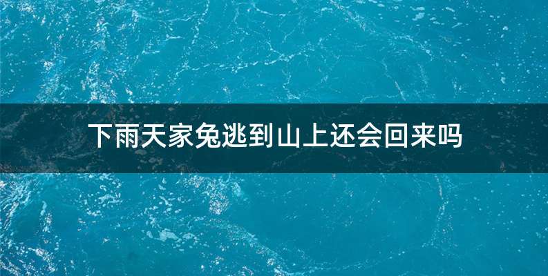 下雨天家兔逃到山上还会回来吗