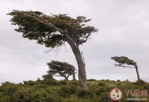 风太大了刮大风了的朋友圈个性说说 外面刮大风了的心情文案句子