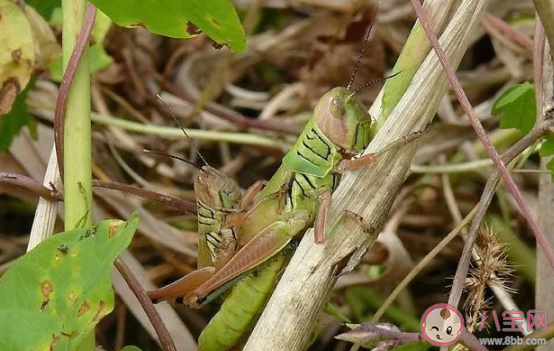 蝗灾的蝗虫能吃吗 闹蝗灾的时候为什么不吃蝗虫