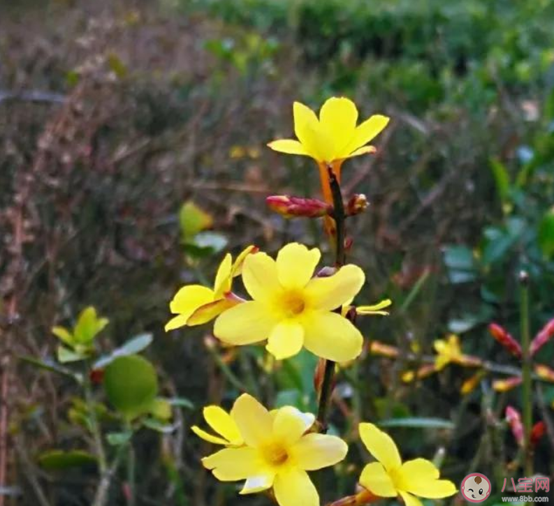 花开朋友圈配什么短句_花开朋友圈怎么说_春暖花开的朋友圈说说