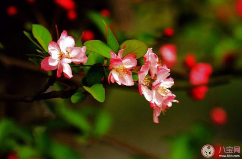 花开的句子发朋友圈(花开的句子唯美朋友圈)