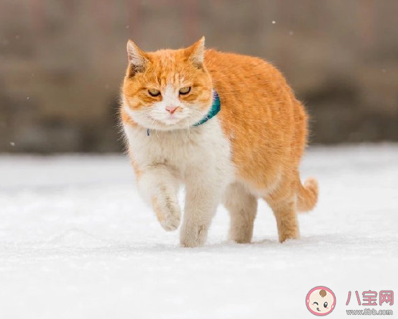 下雪天發朋友圈心情說說 適合下雪天發的唯美句子