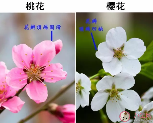 樱桃花的介绍图片