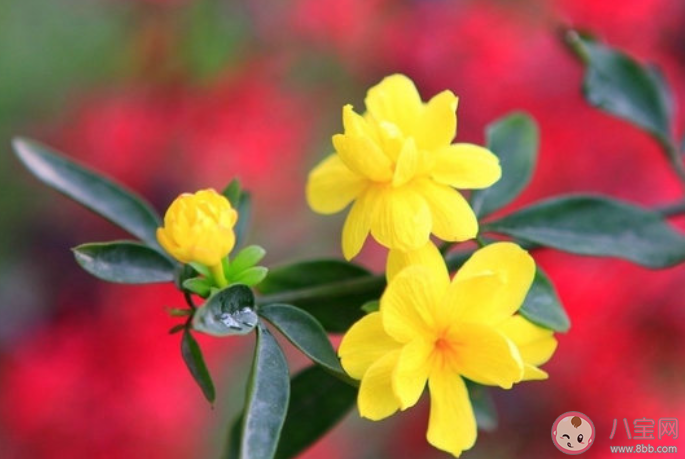 介绍迎春花的样子图片