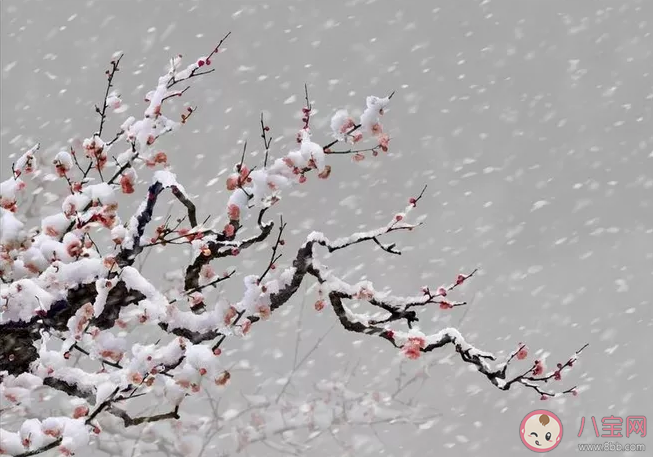 伤心的雪花说说图片