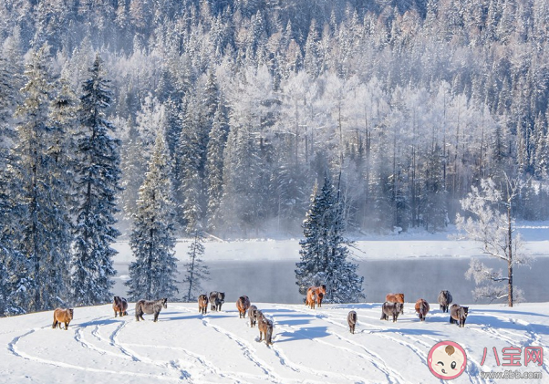 小雪早安朋友圈文案句子配圖 小雪節氣精美祝福語