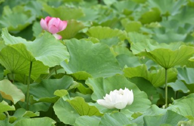 帶孩子看荷花的心情說說 賞荷花好心情的句子短語